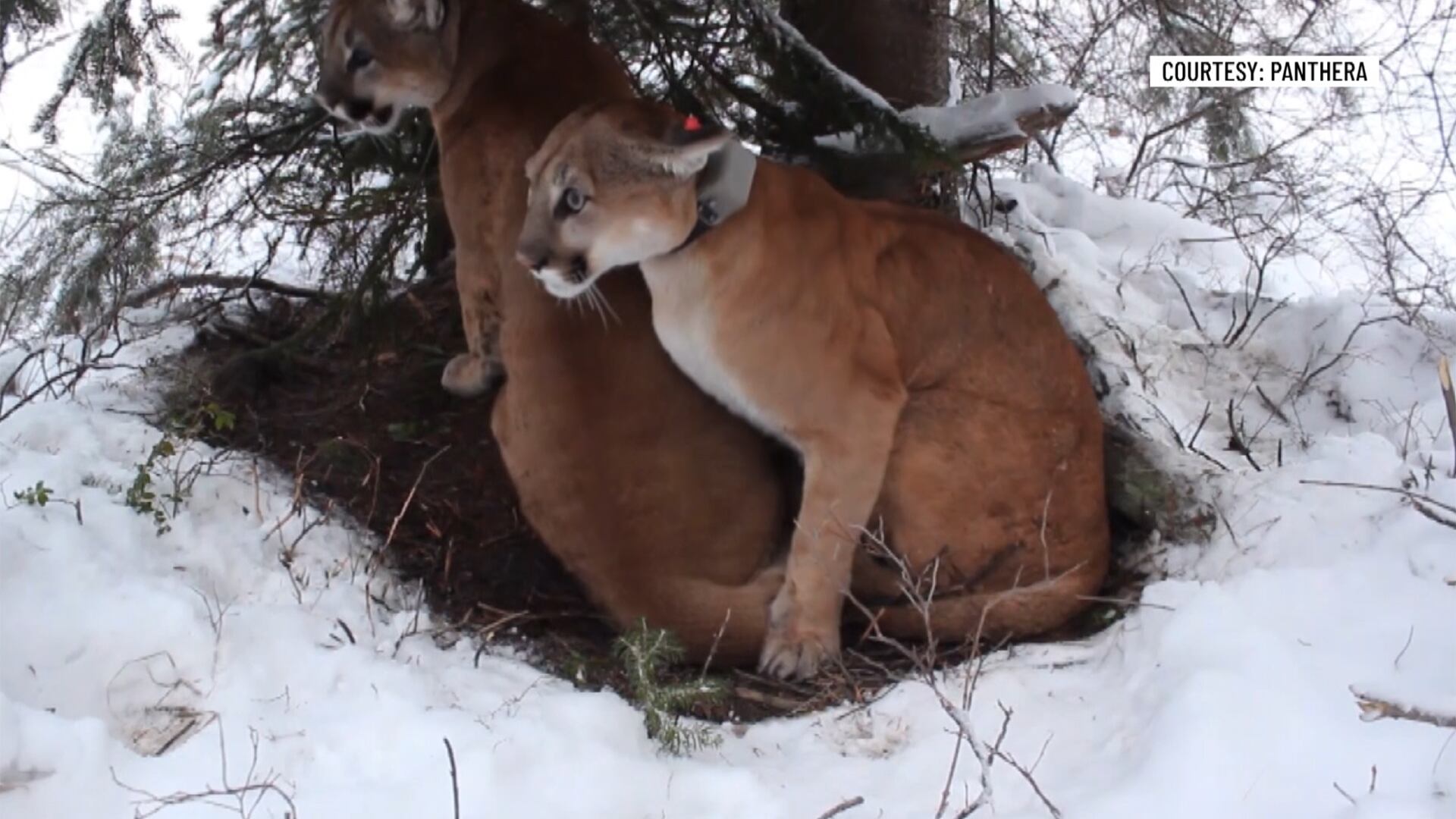 Wildlife experts urge caution in push for Vermont catamount comeback