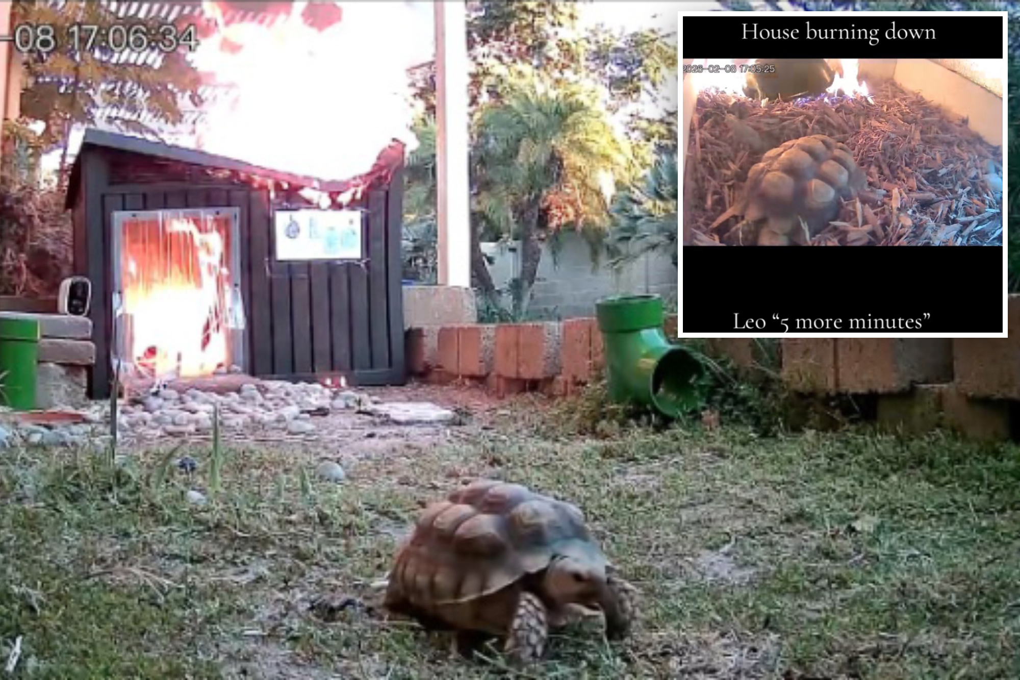 Pet tortoise makes slowest speedy escape from caught-on-camera shed ...