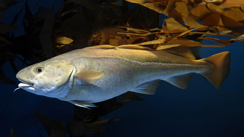 Tilapia vs cod: Everything you need to know about these popular fish