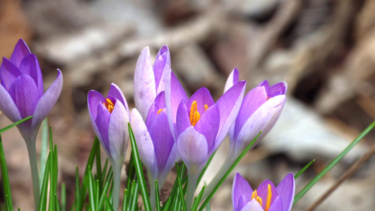 First signs of spring beginning to show across central Indiana