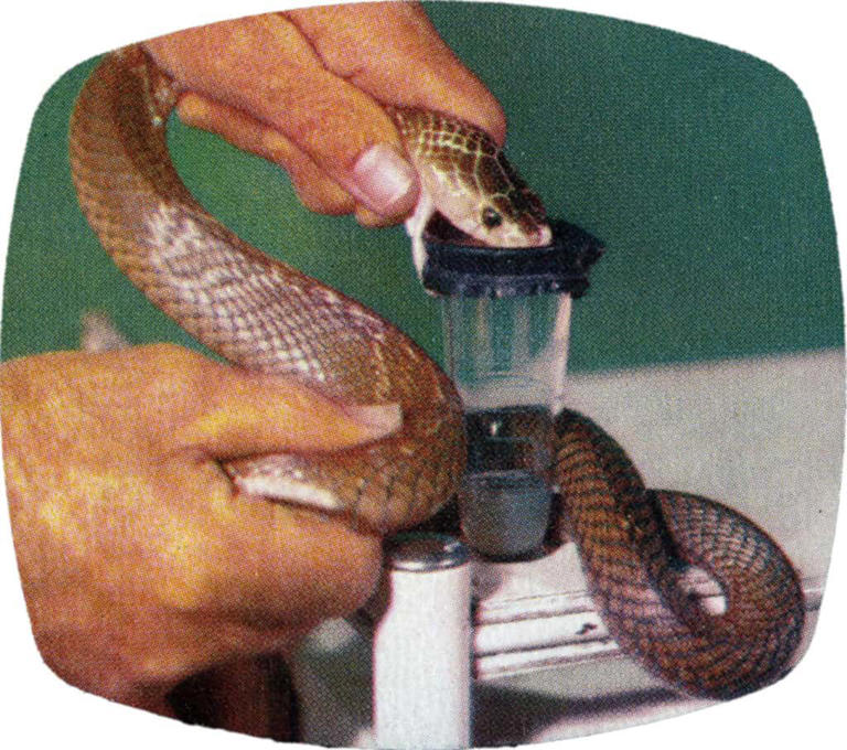 The story of Bill Haast: The legendary snake handler who injected ...