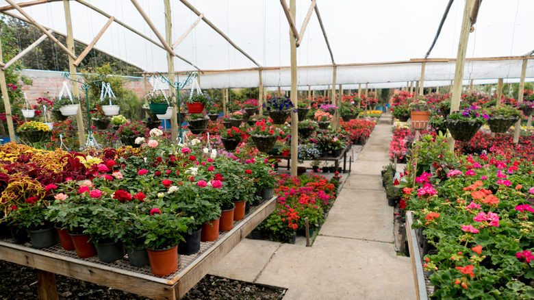 How to give your struggling nursery clearance plant a breath of new life