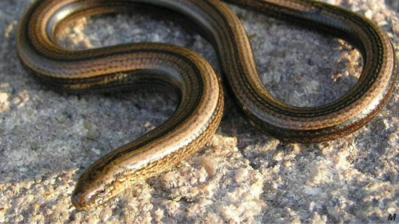 Think you spotted a snake in your garden that disappeared in seconds ...