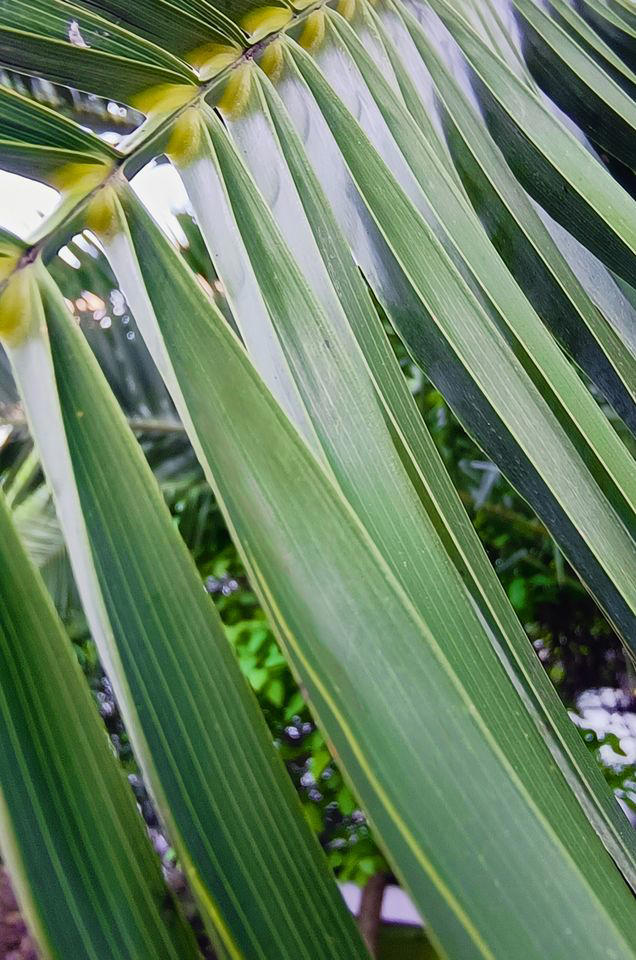 22 types of palm trees you can grow indoors to make your home feel like ...