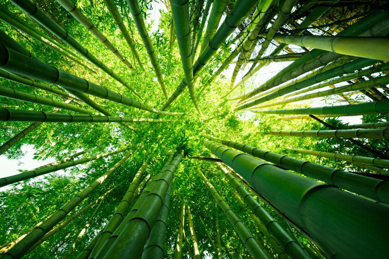 Bamboo to biofuel: How Assam is powering India's green energy future