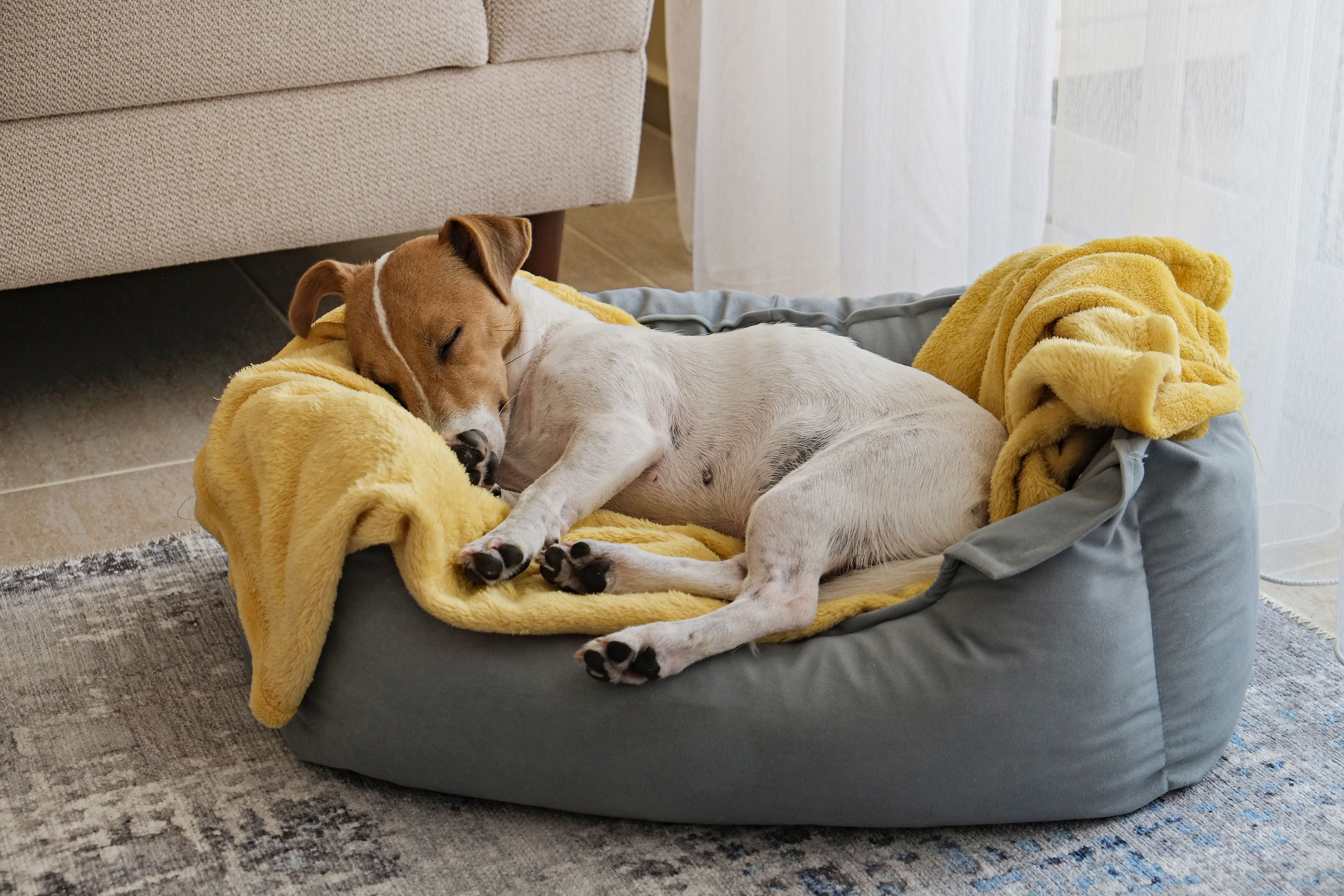 Your dog’s bedtime routine could be stressing them out—here’s how to fix it