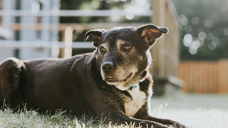 Spike in bacterial disease among dogs in Bay Area sparks concerns in ...