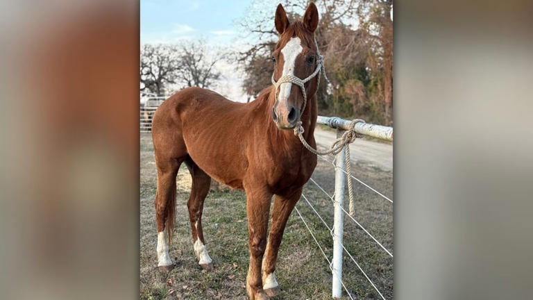 Colorado community raises money to rescue retired police horse from ...