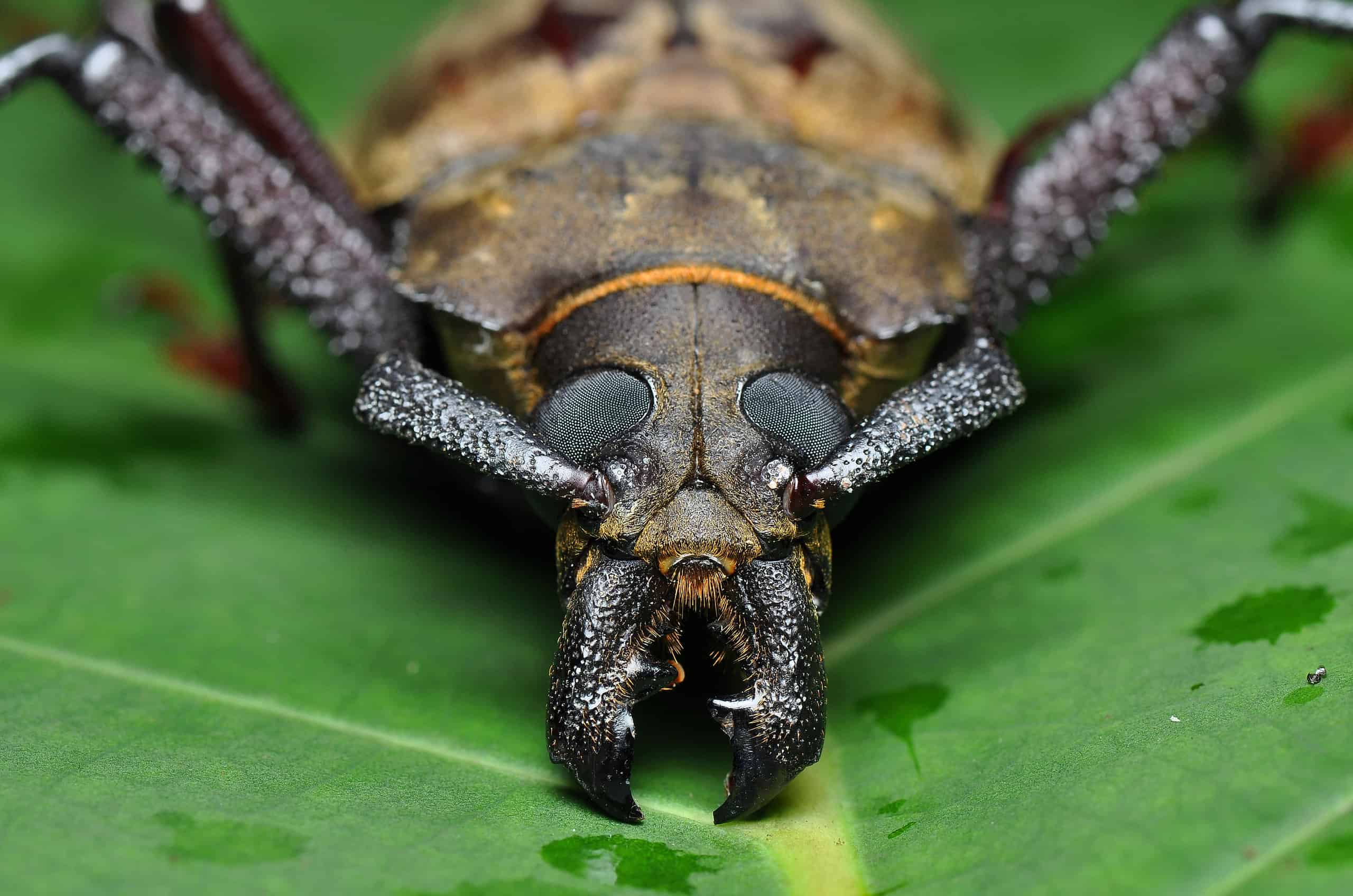 The $3,000 beetle: Why the titan beetle is the holy grail for insect ...