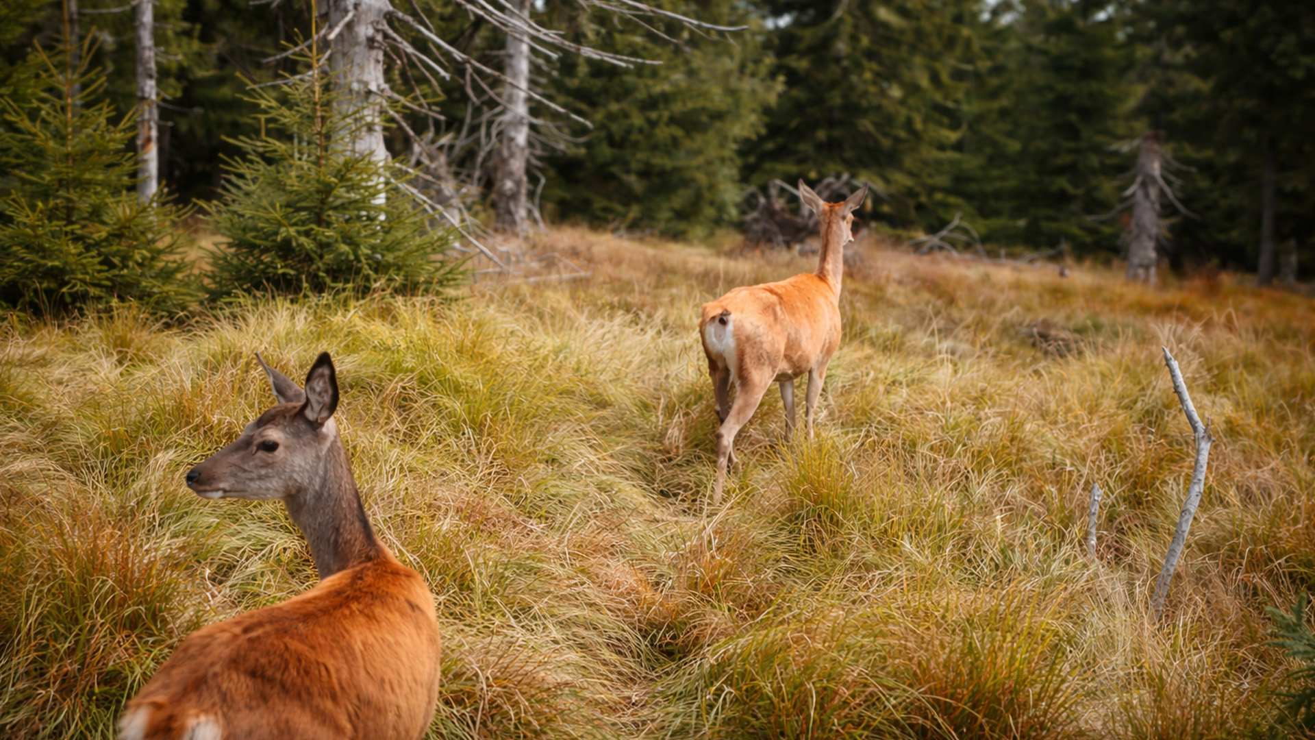 What my camera trap shows about this deer path