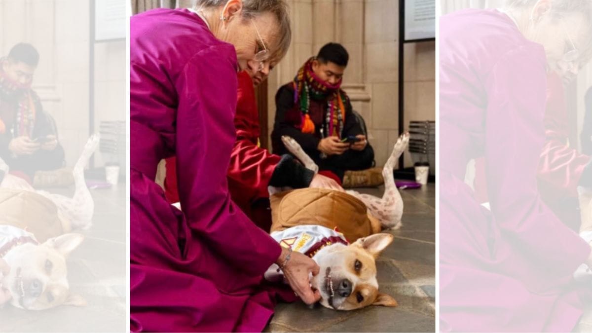 Paws for peace: Aloka, the Indie rescue dog concludes the 2,300-mile ...