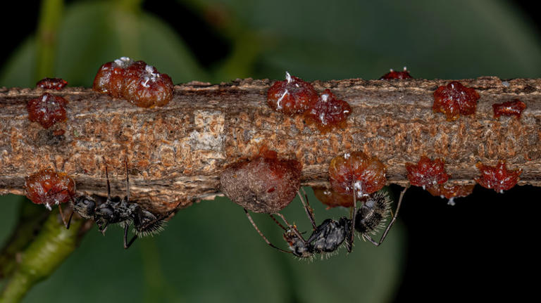 Your favorite candy may have bug secretions in it (but there's no need ...