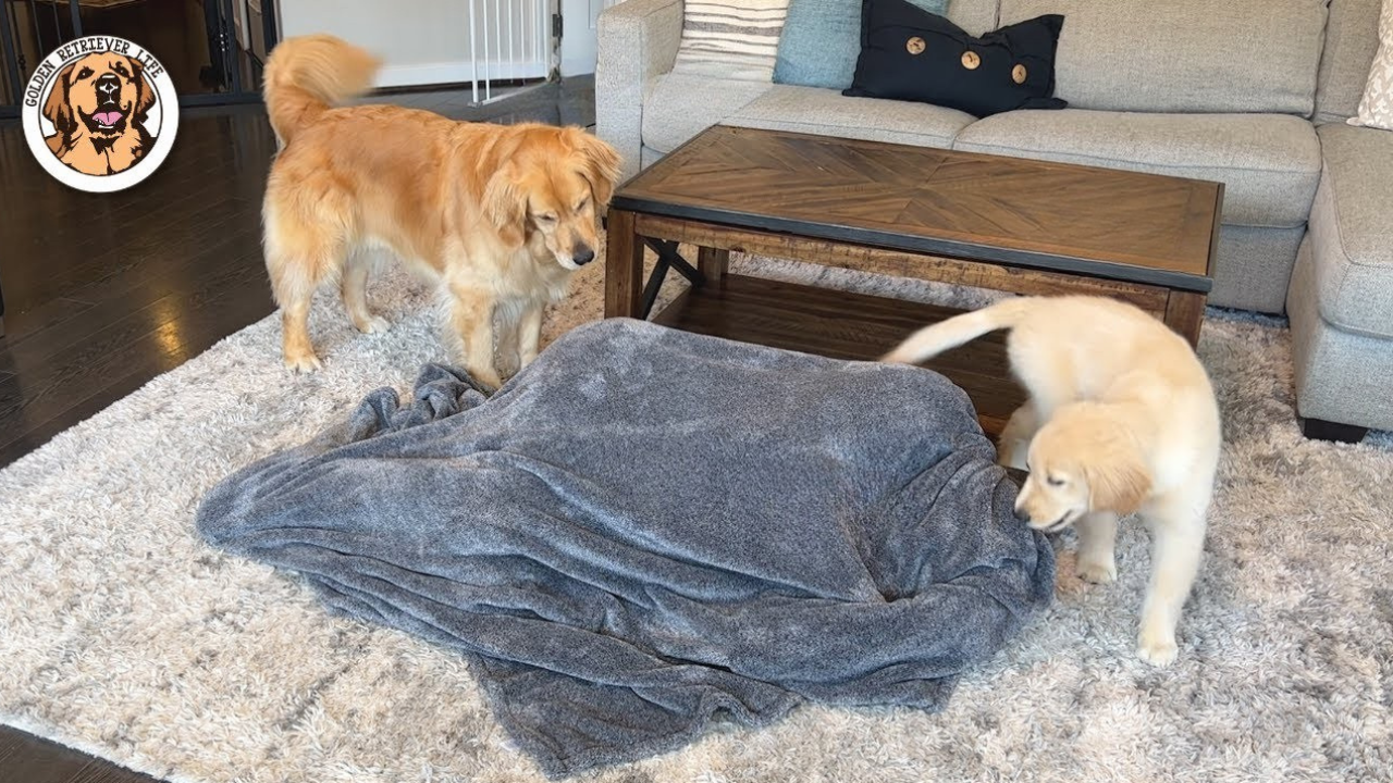 Hiding in plain sight from my dogs