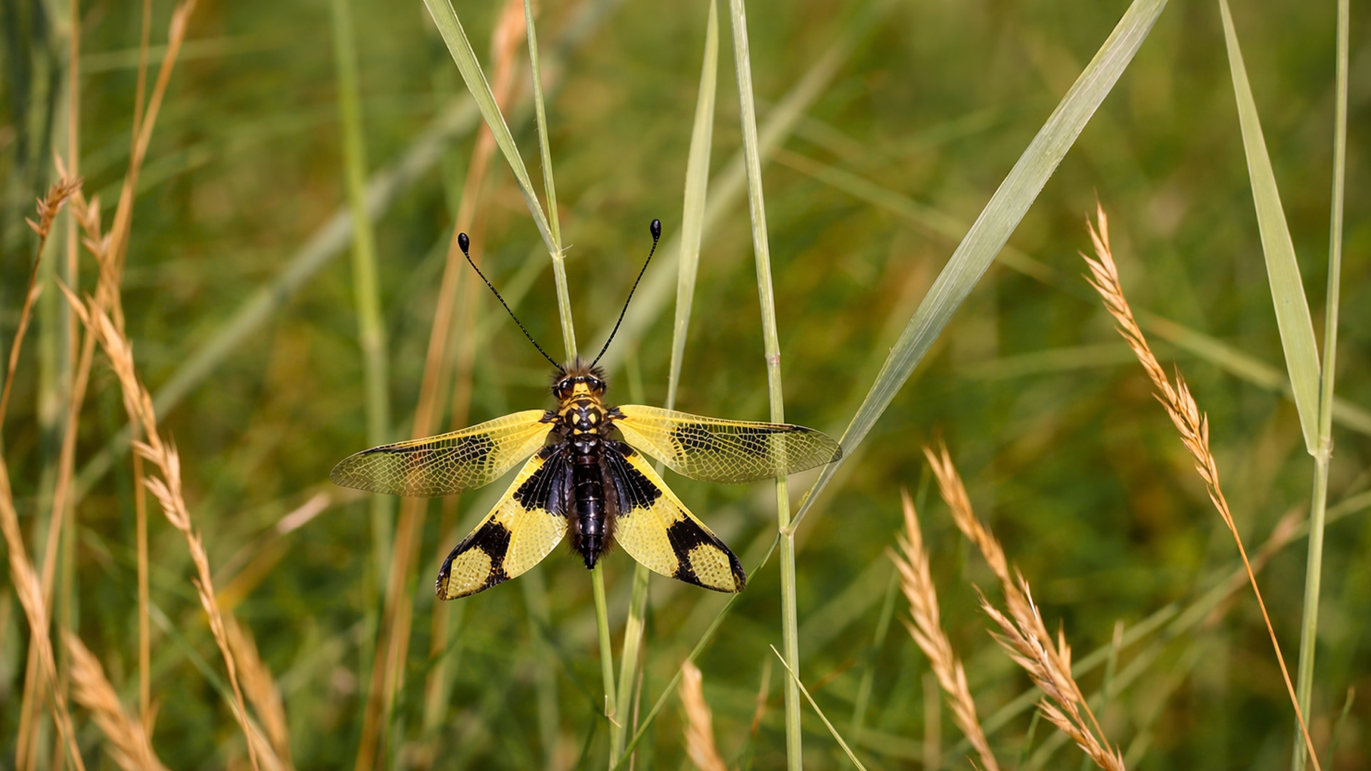 I’ve never seen an insect like this before