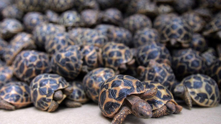 Bhopal train racket exposed as 311 endangered turtles found in premium ...