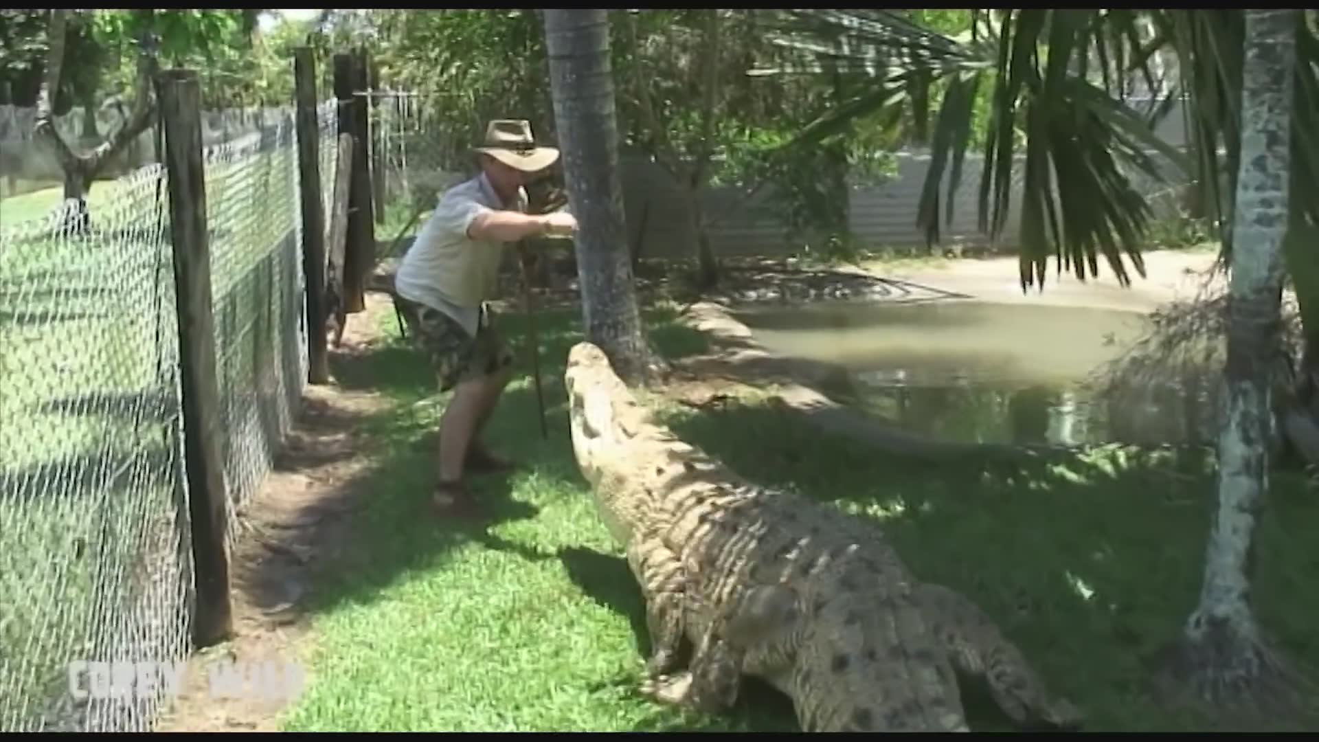 Australian handler surviving multiple dangerous encounters with massive ...