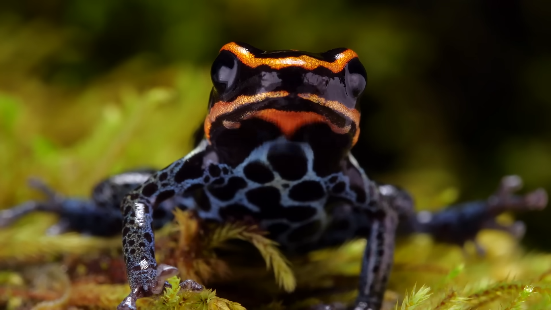 This 2-inch frog can kill 10 men - game over in bright colors