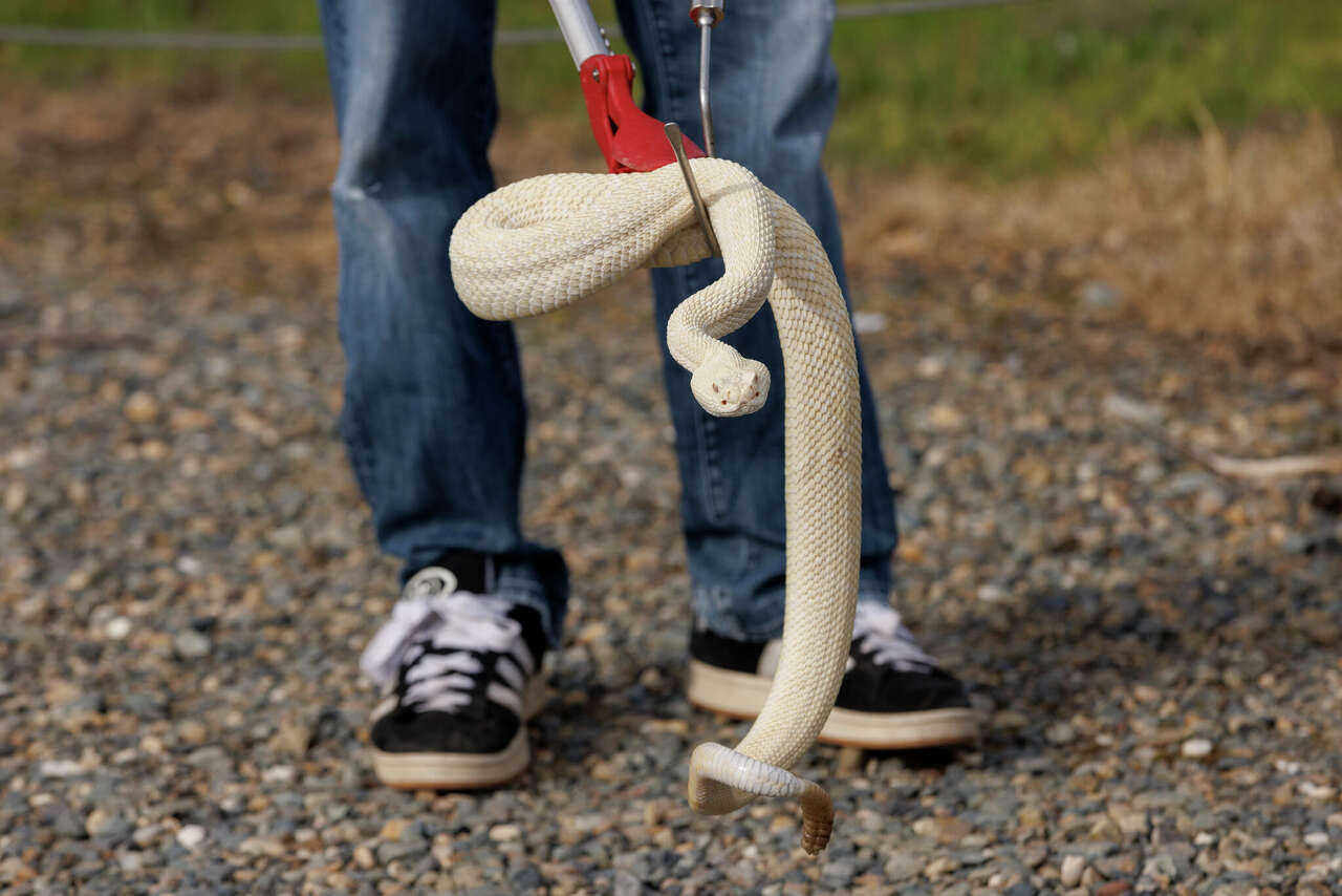 Rattlesnakes, dogs and a wildlife raid: A bizarre California regulatory battle unfolds<br><br>