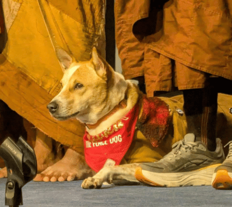 Paws for peace: Aloka, the Indie rescue dog concludes the 2,300-mile ...