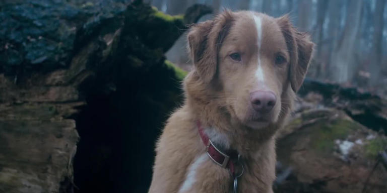Good boy is the blueprint for Stephen King's fairy tale adaptation