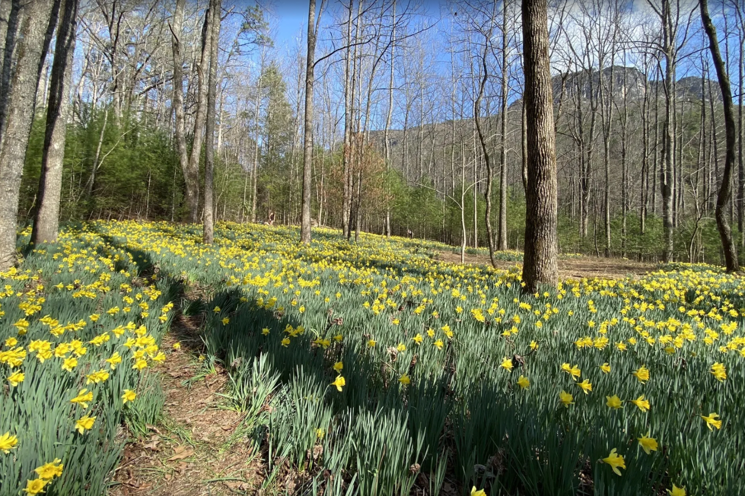 Spring in North Carolina is best spent exploring the Daffodil Flats