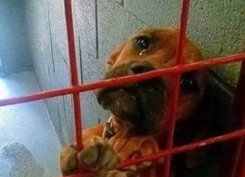 Il cane che aveva smesso di abbaiare torna a far sentire la sua voce ...