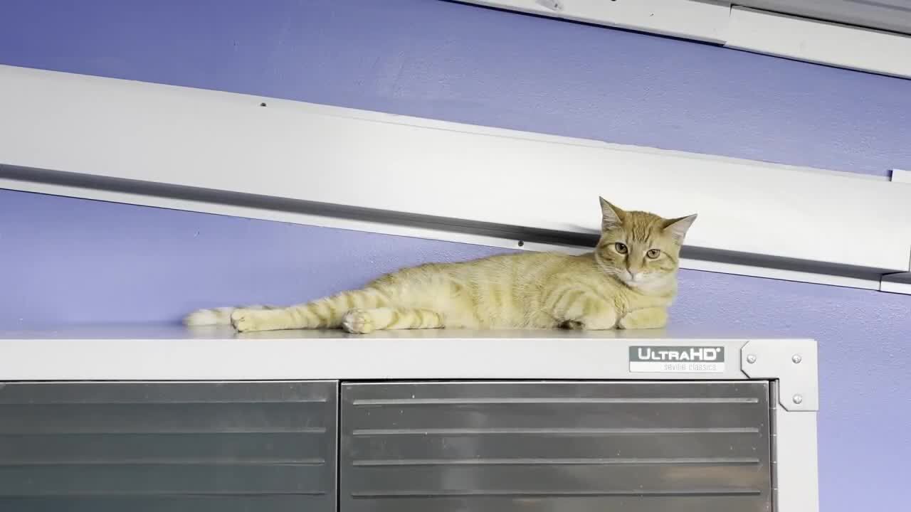 Tyler cat rescue operates over capacity amid stray population crisis