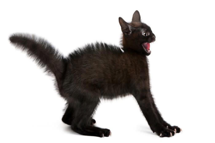 猫が『パニック』を引き起こす瞬間4選 不安になる原因や落ち着かせるための対処法