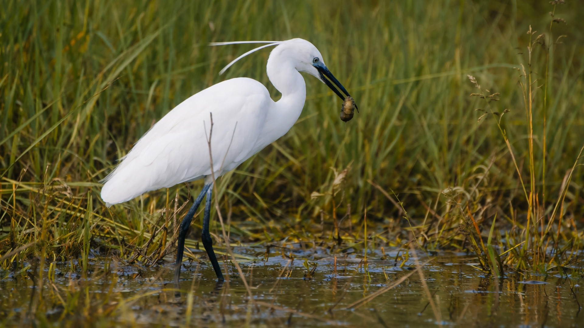 This bird pulled something from the water
