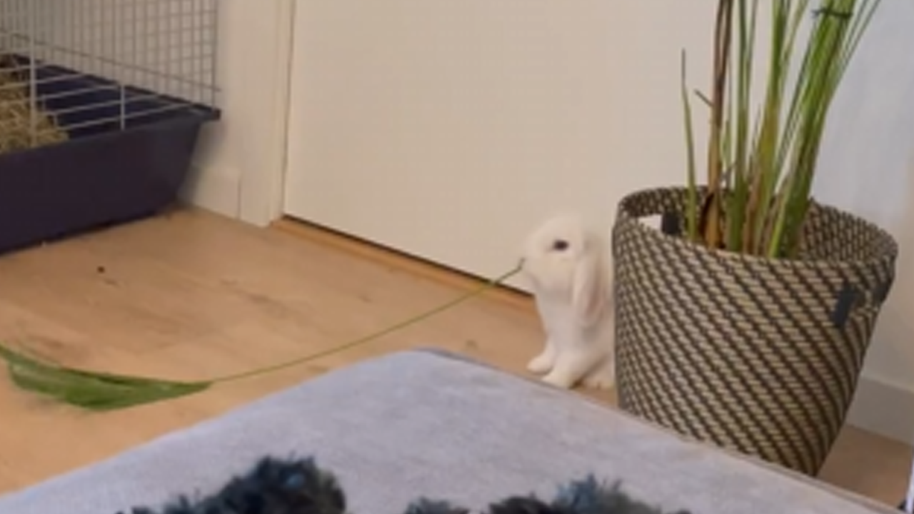 Bunny snacks on indoor plant