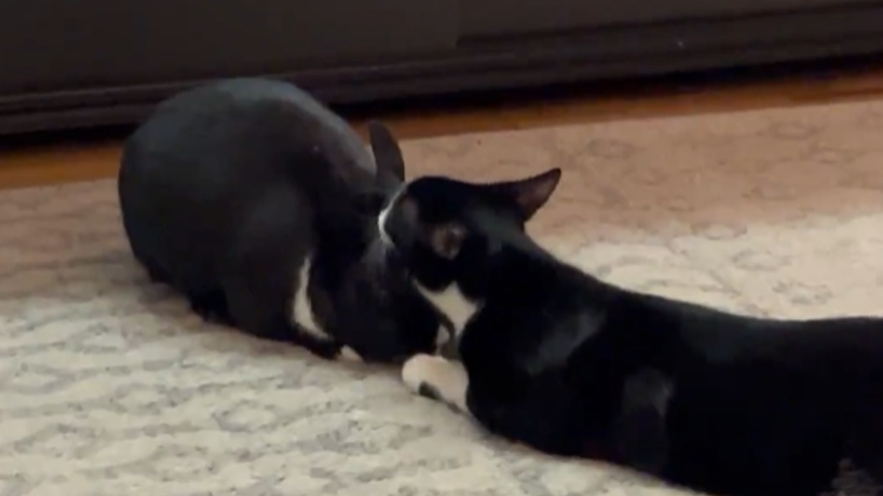 Cat comforts a bunny after a difficult moment