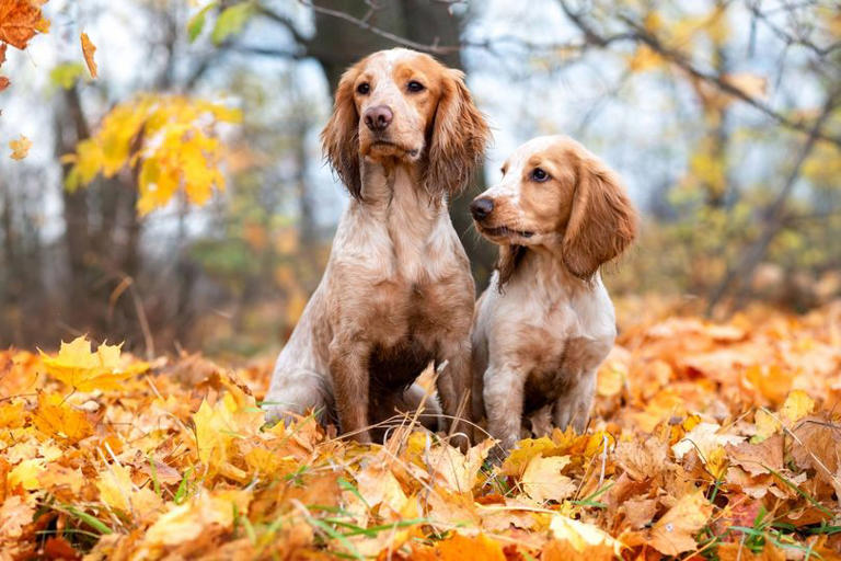 Vet names three dog breeds first-time owners should 'avoid'