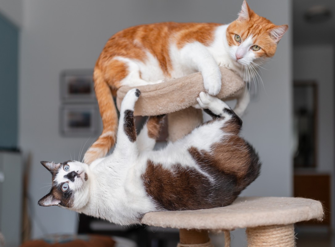 Kitty siblings compete in 'Winter Cat Olympics' and we're invested