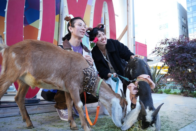 All you need is… goats? Annual ‘Goat My Valentine' event returns to San ...