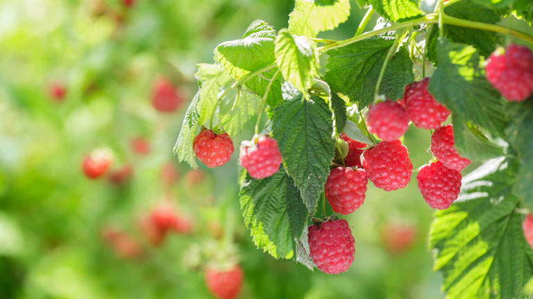 Think twice before planting these popular berries together in your garden