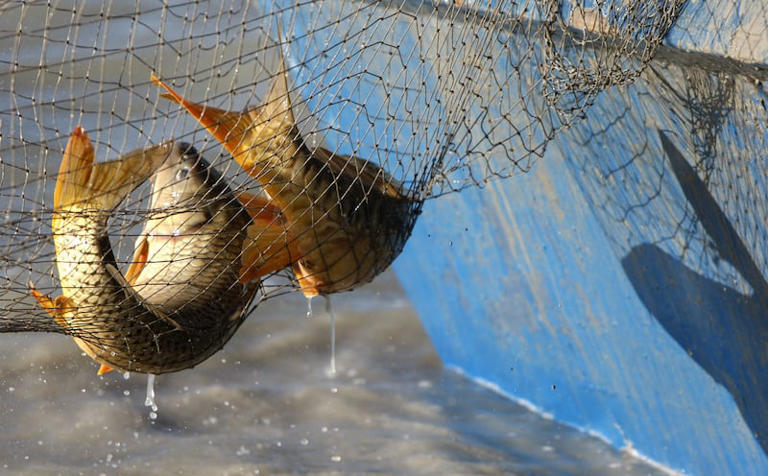 Great Carp Hunt returns to Utah Lake as fight against invasive fish ...