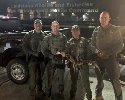 Convicted felon arrested after allegedly carrying gun, live alligator ...
