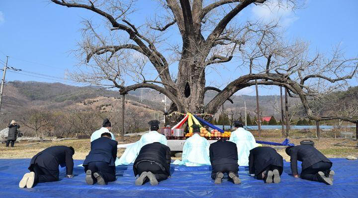 Court dismisses claim over village guardian tree sale