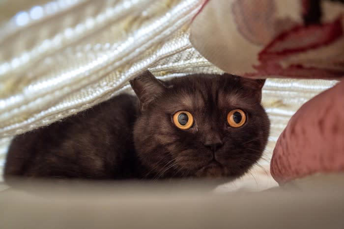 猫が『パニック』を引き起こす瞬間4選 不安になる原因や落ち着かせるための対処法