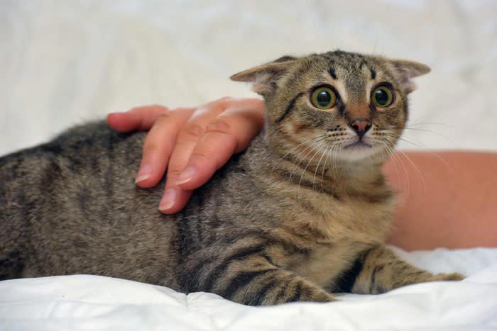 猫が『パニック』を引き起こす瞬間4選 不安になる原因や落ち着かせるための対処法
