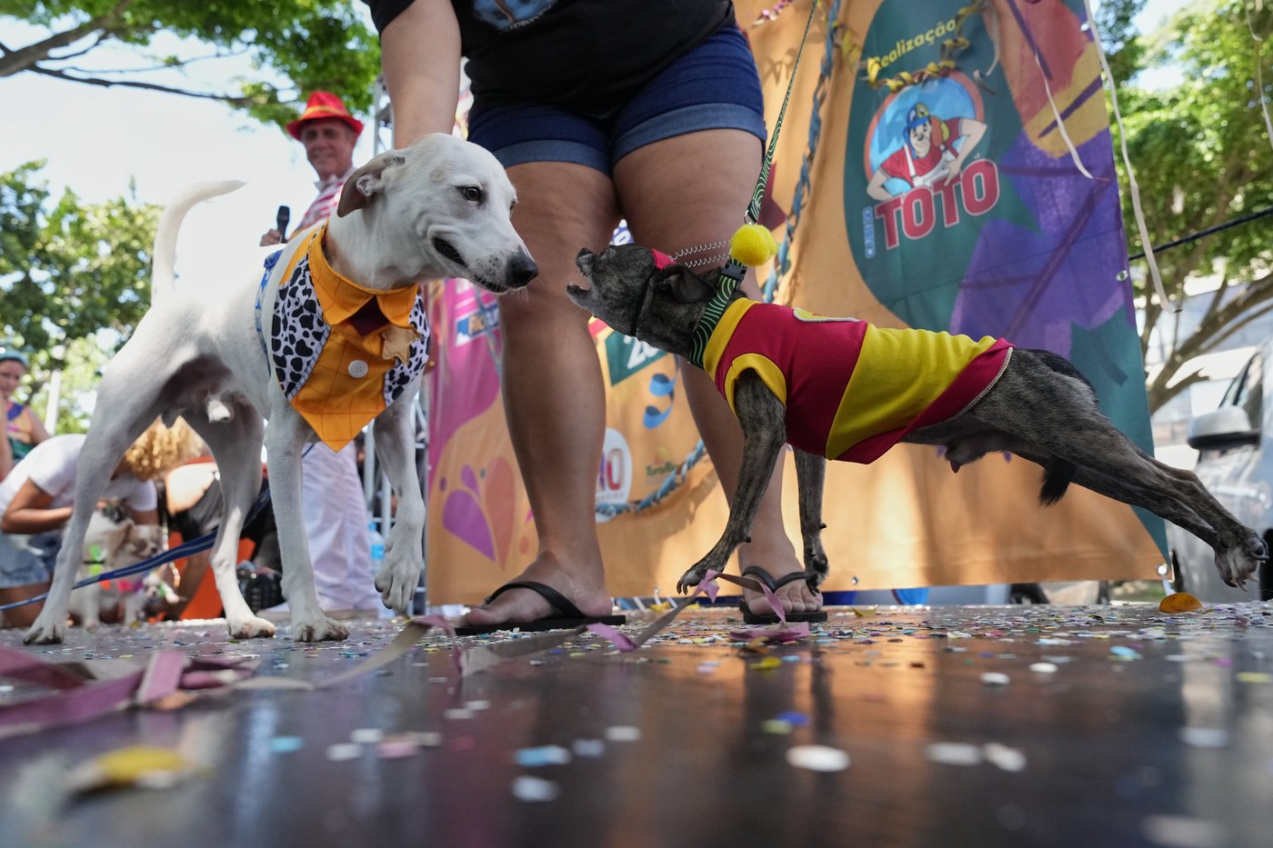 Photos of dogs in their costumes as pet lovers kick off carnival