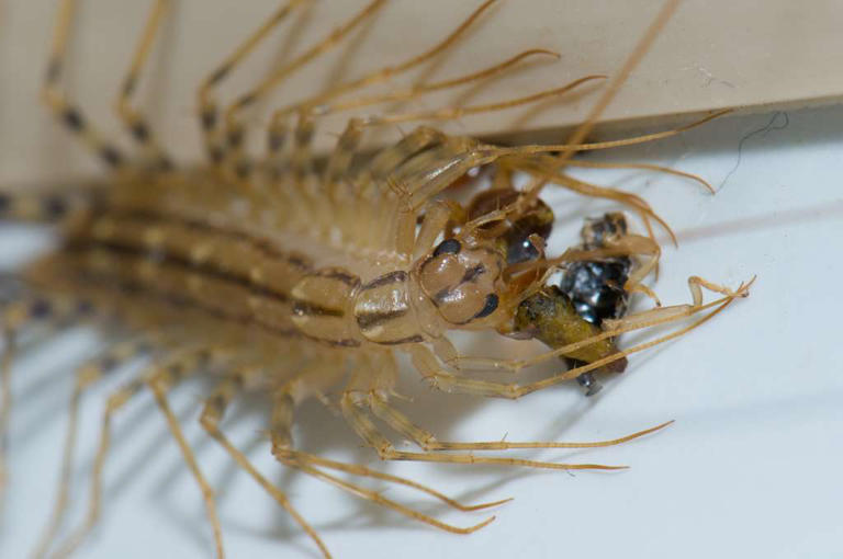 Cet insecte que vous détestez pourrait être l’un de vos meilleurs ...