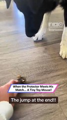 Brave dog faces tiny toy mouse—and immediately backs away | Heartsome 💖