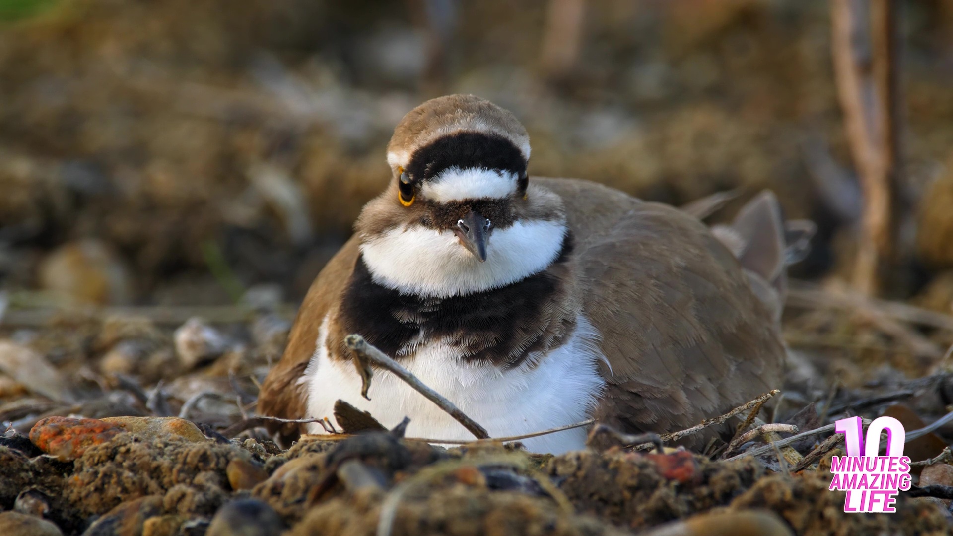 How this plover protects its nest from predators