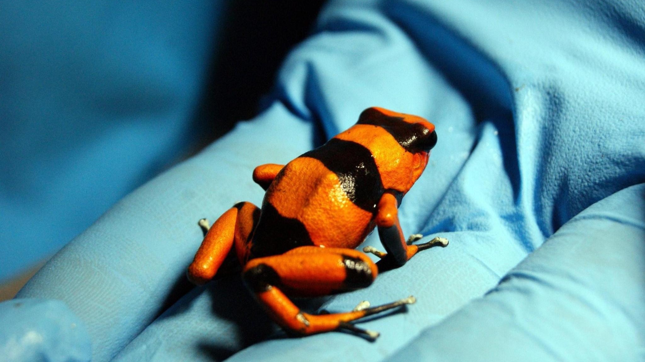 Cos'è la rana freccia dell'Ecuador, il vertebrato più velenoso al mondo