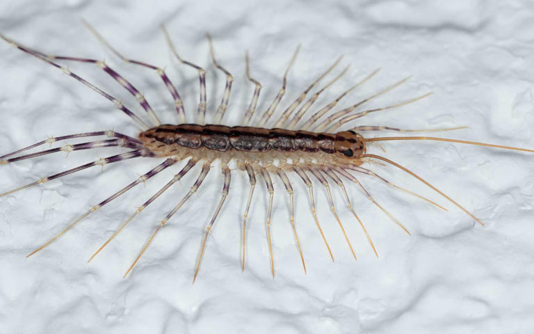 Cet insecte que vous détestez pourrait être l’un de vos meilleurs ...