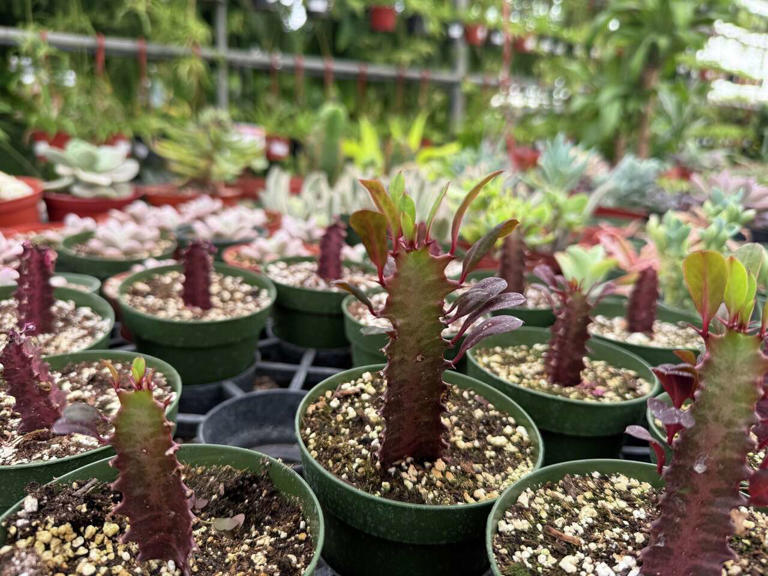 Bring the desert's warmth indoors this winter with big, bold succulents