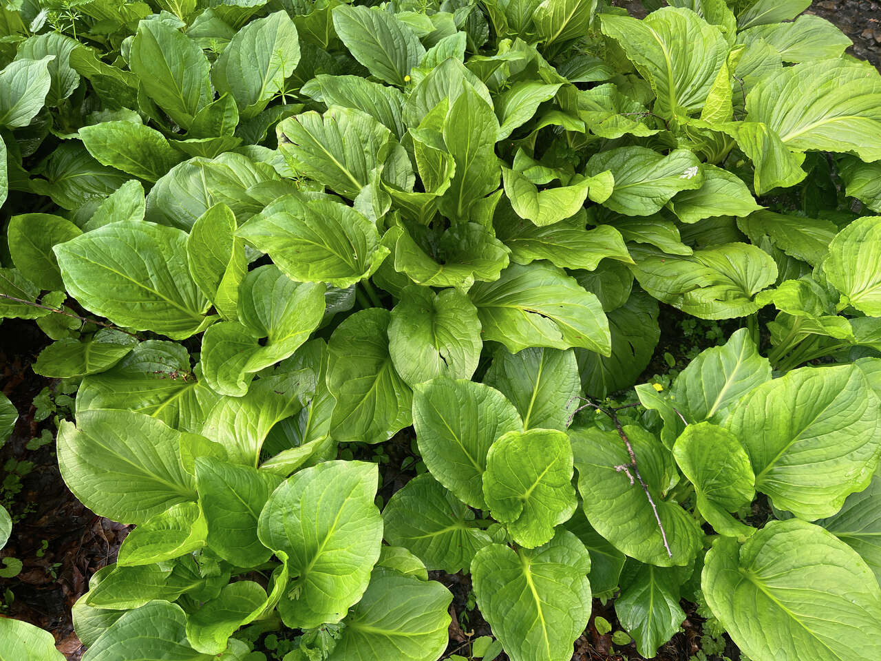 Skunk cabbage: Spring’s earliest and hottest native plant