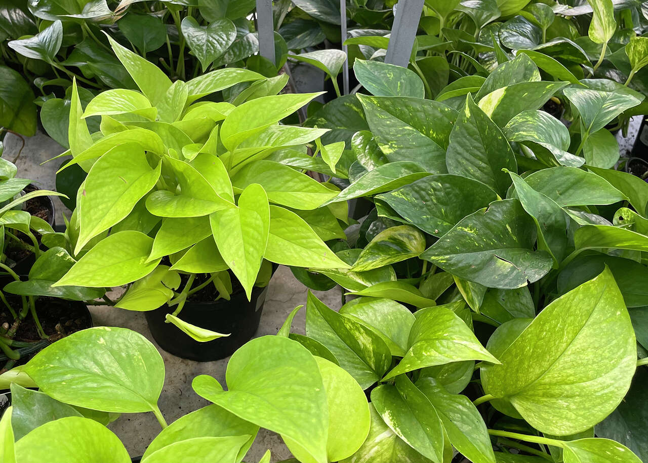 a-plant-for-every-room-in-the-house