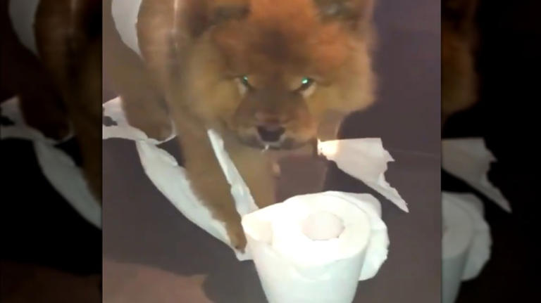 15 tiny puppies being big troublemakers